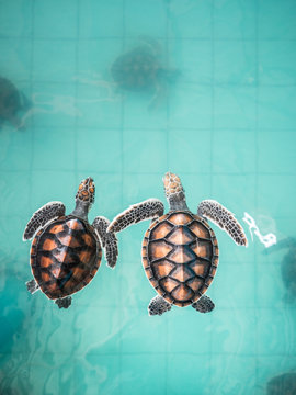 Turtles with beautiful shells?in pool