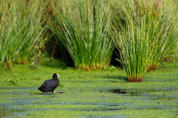 Eurasian Coot (Fulica atra)