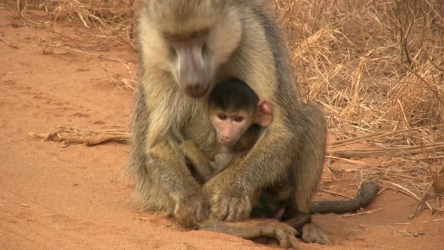 Mother baboon eating lice while holding her young baby.mov