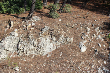 Eroded white rock surface partly covered with fallen pine needles