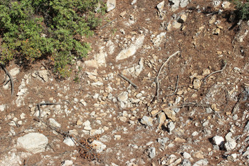 Eroded white rock surface partly covered with fallen pine needles