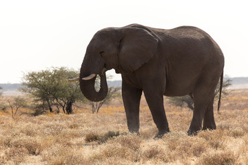 Fototapeta na wymiar elephant in Namibia