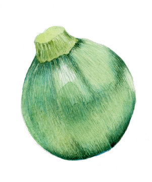 zucchina tonda (Cucurbita pepo) - illustrazione ad acquerello