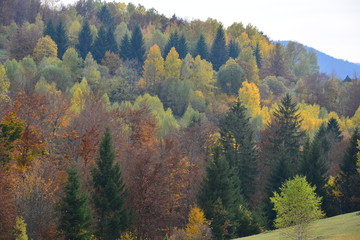 Beautiful autumn forest in national park Tara Serbia