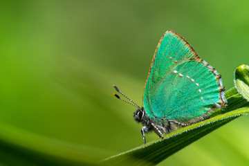 Green Hairstreak