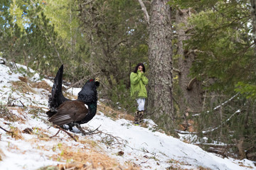 Western Capercaillie (Tetrao Urogallus) Calling