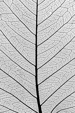 Leaf structure macro