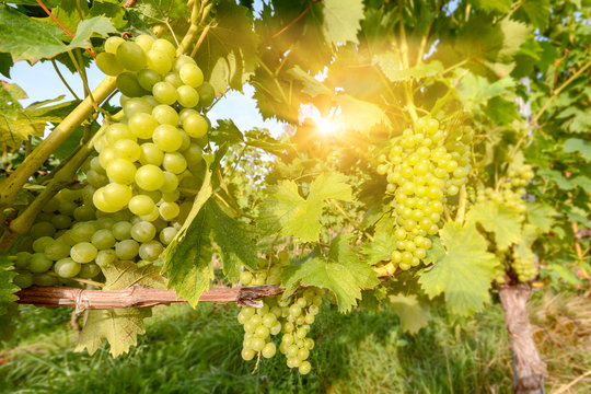 Vine in a vineyard in autumn - White wine grapes before harvest
