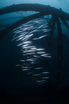 Schooling barracuda living in the wreck
