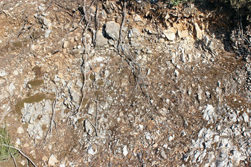 Eroded rock surface partly covered with fallen pine needles horizontal