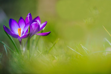 Flowering Dutch Crocus
