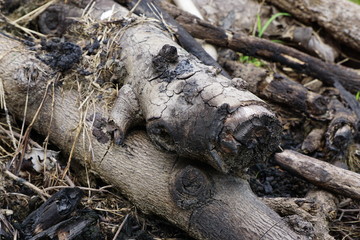 Half Surface of charcoal and Burnt trees branches background. 