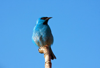 Blauwe Pitpit Mannetje Zittend Op Tak
