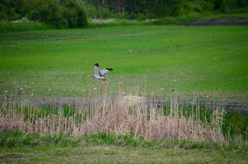 Hawk Flying over Marsh and Green Field