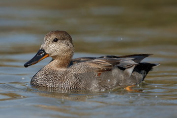 Gadwall in foreground swimming on the water