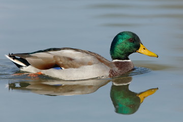 Mallard duck