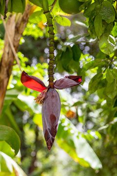 Banana flower
