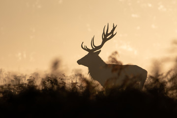 Obraz premium Red deer at sunrise