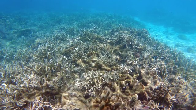 Plong&eacute;e sous-marine sur une barri&egrave;re de corail