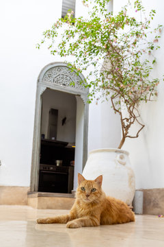 Cat lying down in a courtyard