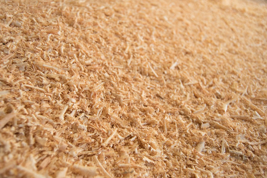 Sciure de bois