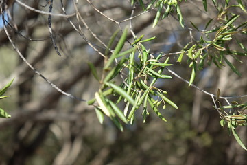 ulivo