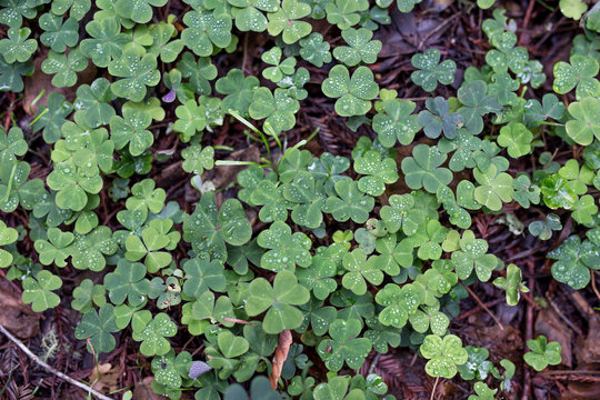 Redwood sorrel in Muir Woods National Monument