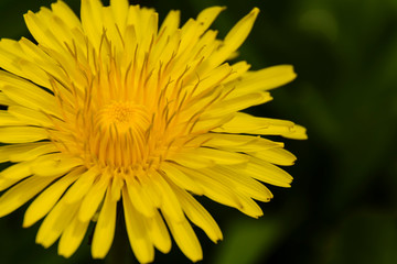 Dandelion Blossom