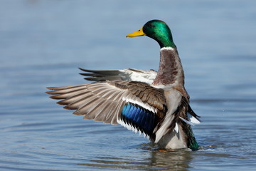 Mallard duck