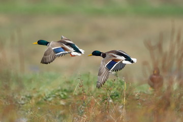 couple of mallard ducks flying