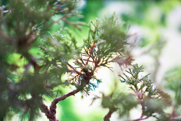 Bonsai tree with blurry green background