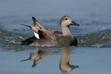 Gadwall swimming in the water 