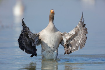 isolated wild goose flap the wings