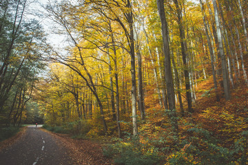 Empty mountain bicycle road in autumn forest (woods). Green and yellow leaves on a trees, fallen leaves on a road. 