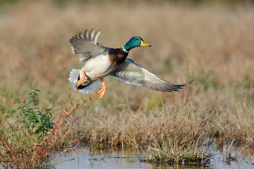 mallard ducks flying
