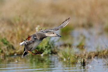Gadwall flying on the swamp 