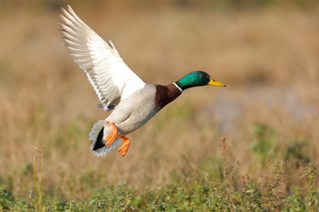 mallard duck flying 