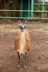 こっちを見て笑うラマ