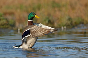 mallard duck flap the wings on the water surface