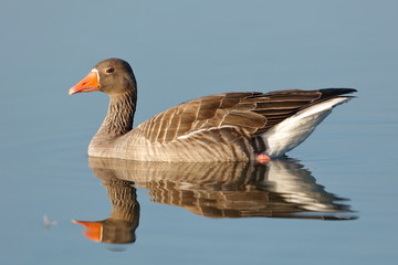 Common Goose well reflected on the water with rich colors 
