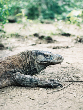 Reptile in tropics on ground