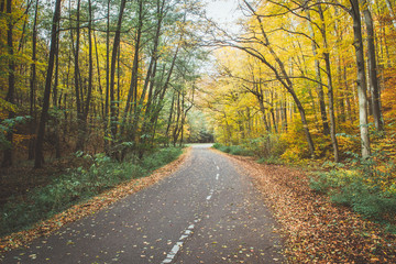 Fototapeta na wymiar Empty mountain bicycle road in autumn forest (woods). Green and yellow leaves on a trees, fallen leaves on a road. 