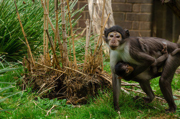 White-naped Mangabey baby and mother