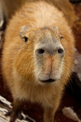 鼻の穴がキュートなカピバラ