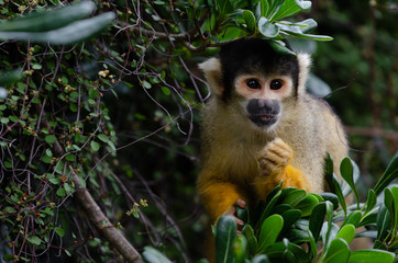 Squirrel Monkey