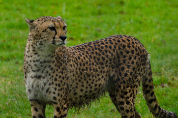 Cheetah