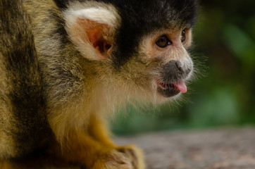 Obraz premium Squirrel Monkey