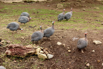 ホロホロチョウたちのお散歩