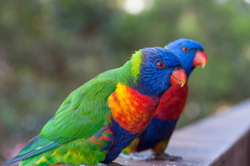 Rainbow lorikeet parrot bird close up portrait
