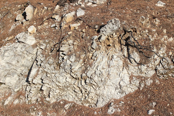 Rock surface texture with fallen pine needles background